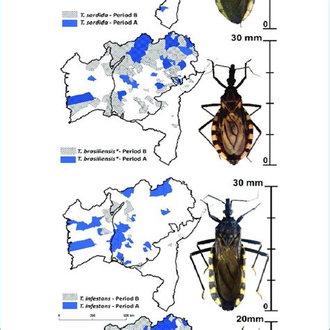 Geographic Distribution Of Panstrongylus Megistus Triatoma Infestans Download Scientific