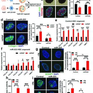 Mir Suppresses Expression Of Fibrotic Markers And Proliferation In