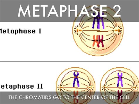 Meiosis by hallhd1