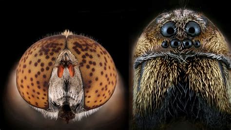 Photographer Turns His Fear Of Bugs Into Passion For Shooting World S