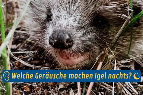 Welche Ger Usche Macht Der Igel Nachts Gartenlexikon De