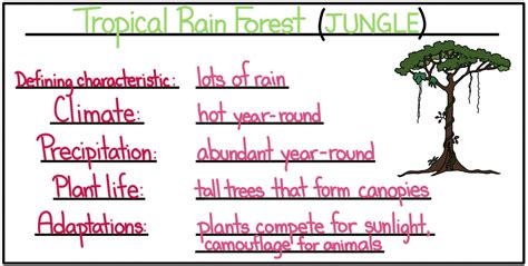 Tropical Biomes — Rainforest Dry Forest And Savanna Expii