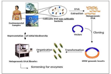 Metagenomics Explained The Power Of Microbial Communities