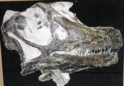 Abydosaurus: Mysteries of the Little-Known Herbivore