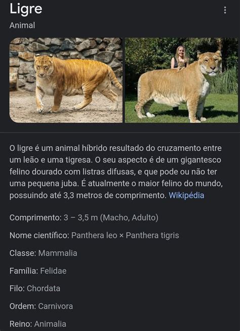 Gabriel Siqueira On Twitter A Pessoa Que Batizou O H Brido De Tigre