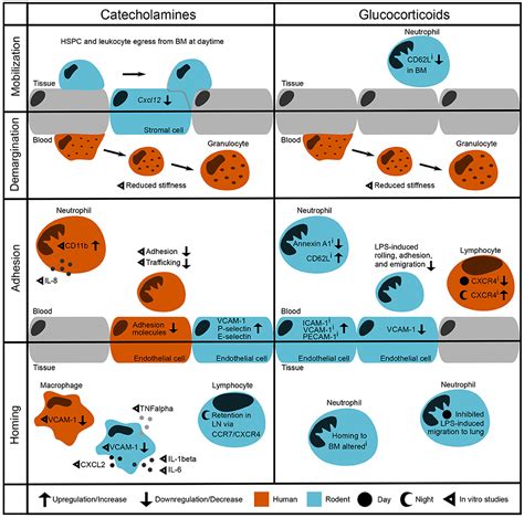 Frontiers Control Of Leukocyte Trafficking By Stress Associated