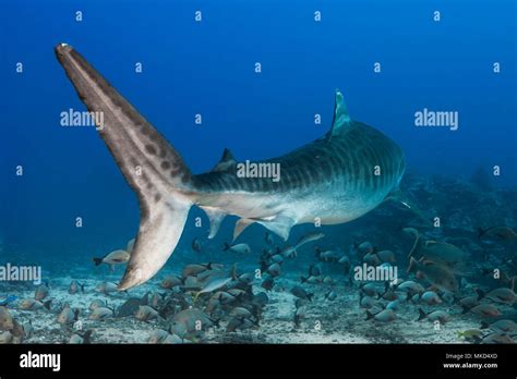 Back View Tiger Shark Galeocerdo Cuvier Swimming Above The Bottom