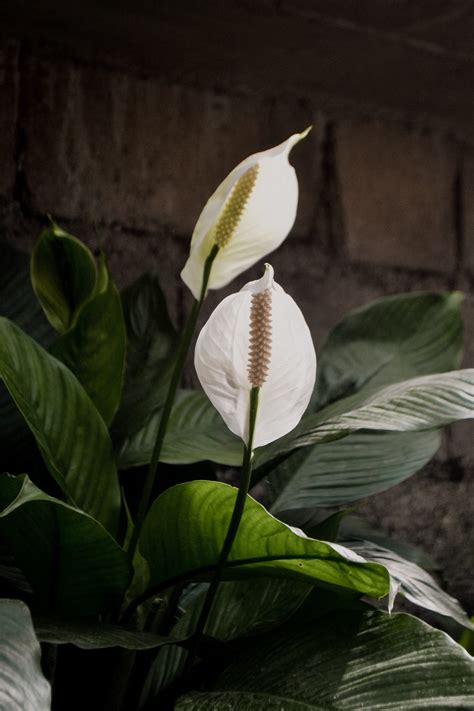 How To Care For A Peace Lily Houseplant