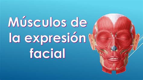 M Sculos De La Expresi N Facial Melissa Bobadilla Udocz