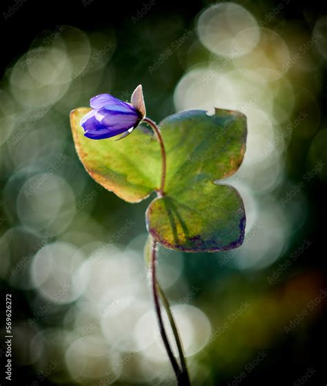 Przylaszczka Pospolita Hepatica Nobilis Stock Photo Adobe Stock