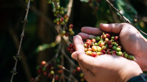 Tantangan Dan Strategi Budidaya Kopi Dalam Menghadapi Perubahan Iklim