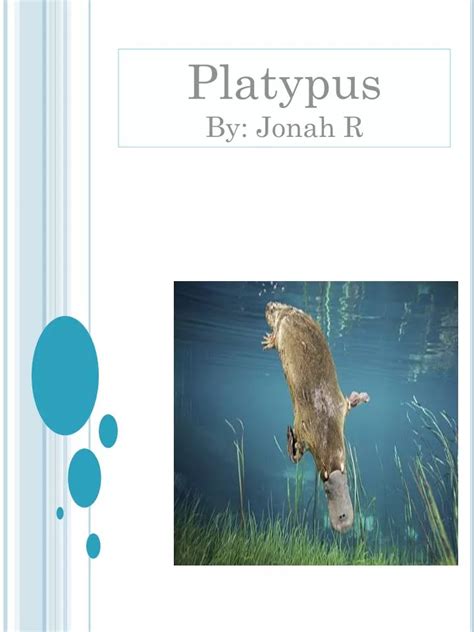 Ppt Platypus By Jonah R Powerpoint Presentation Free Download Id