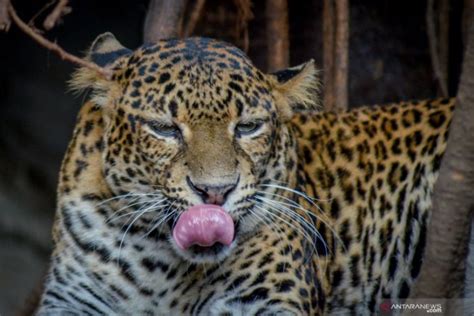 dosen ipb perhatian  konservasi macan tutul jawa tergolong minim