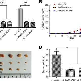 Knockdown Of GAS6 AS2 Suppressed OS Tumorigenesis In Vivo A QPCR