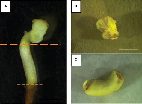 Frontiers Efficient Protocol Of De Novo Shoot Organogenesis From