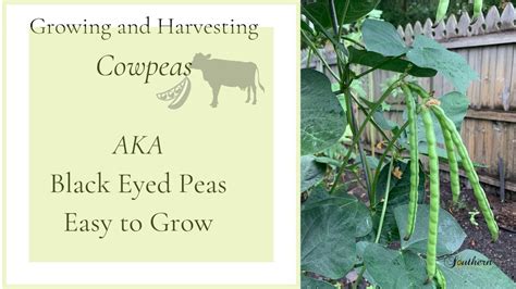 Growing And Harvesting Cowpeas Aka Black Eyed Peas Easy Plant To Grow🍃 Youtube