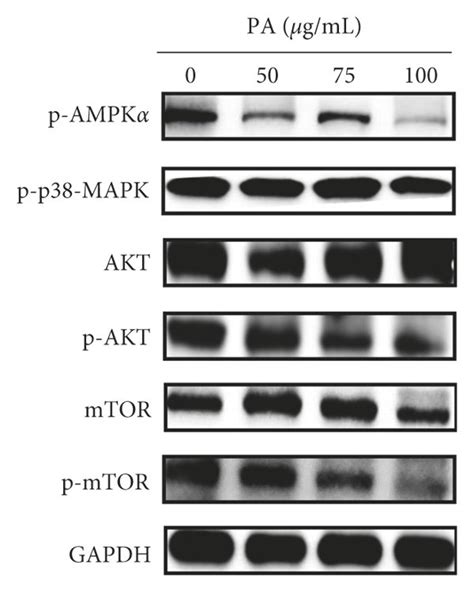 Regulatory Effect Of Patchouli Alcohol On The Akt Mtor Signaling