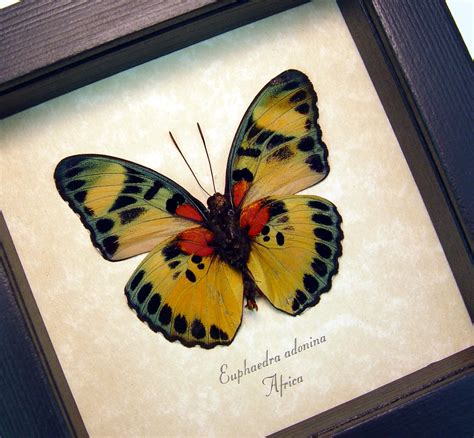 Euphaedra Adonina Golden Themis Forester Real Framed Butterfly