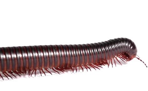 How do millipedes walk with so many legs? | The Kid Should See This