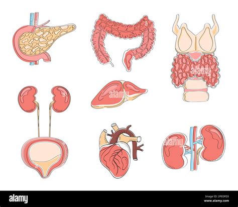 Órganos Internos Humanos Estilo Vectorial El Páncreas El Corazón El