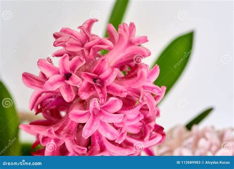 Flowering Red Hyacinth Close-up,background Stock Image - Image of closeupbackgroundn, life ...