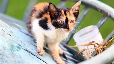 Calico Cat Hd Wallpapers Wallpaper Cave