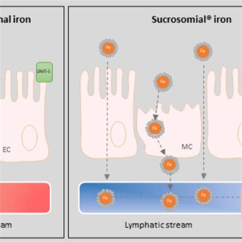Tolerability Of Oral Iron Supplementation With Sucrosomial ® Iron