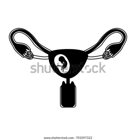 Black Silhouette Female Reproductive System Ovaries Stock Vector