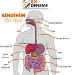 Sindirim Sistemi Konu Anlatımı 6 Sınıf Konu Anlatımları