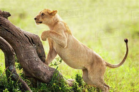 Lioness Chasing Prey At The Serengeti Plains Tanzania Stock Photo