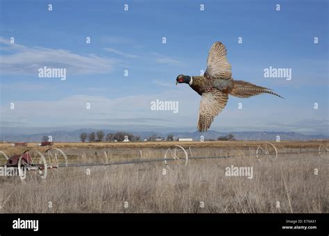 Ring Neck Pheasant Flying Hi Res Stock Photography And Images Alamy