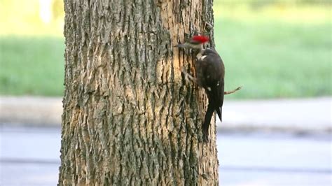 Pileated Woodpecker Eating Insects Youtube