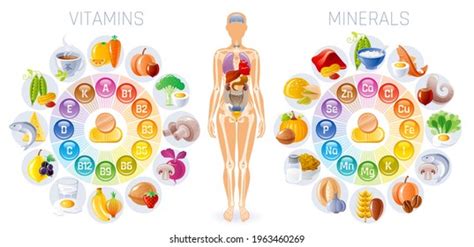 Vitamin Mineral Human Body Infographic Nutrition Stock Vector Royalty