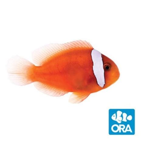 Oceans Garden Aquaculture Ora Fiji Clownfish Captive Bred