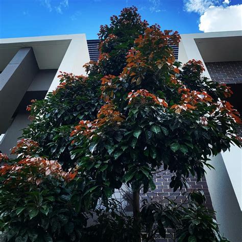 Elaeocarpus Eumundi Eumundi Quandong Trees Of Sydney On Instagra