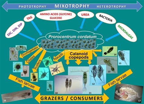 Mixotrophic Dinoflagellates Prorocentrum Cordatum In The Black Sea