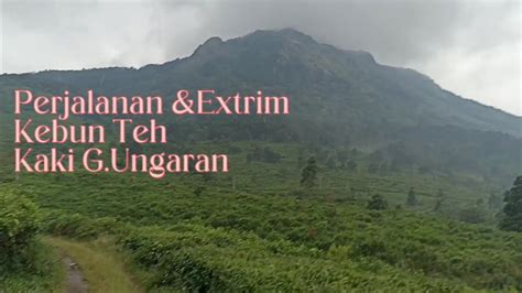 Menikmati Perjalanan Yang Sangat Extrim Perkebunan Teh Di Kaki Gunung