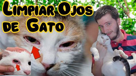 Cómo limpiar los ojos de un gato con conjuntivitis YouTube