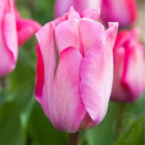 Тюльпан Пинк Саунд (Tulipa Pink Sound) купить луковицы в Москве по ...