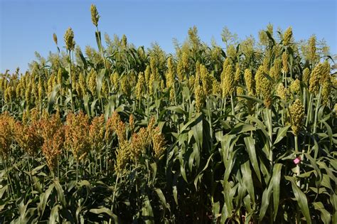 Considerations For Picking A Forage Sorghum Hybrid Morning Ag Clips