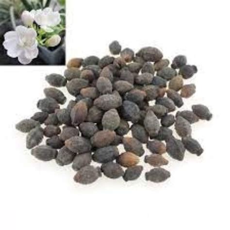 Loamy Soil Sandy Loam Dried Form Edible Hybrid Condition Jasmine Seeds