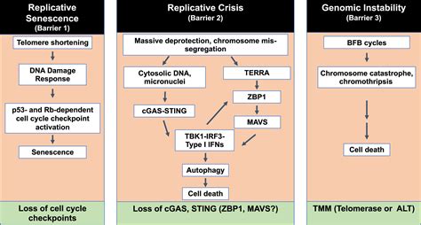 Ends End It Via Mitochondria A Telomere Dependent Tumor Suppressive