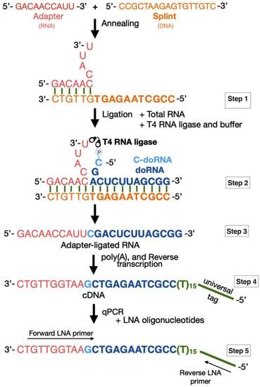 Ncrna Free Full Text A New Specific And Sensitive Rt Qpcr Method