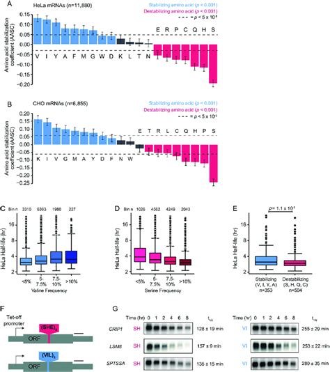 Specific Amino Acids Are Globally Associated With MRNA Stability In