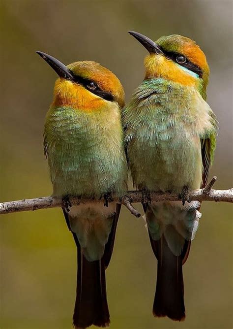 Rainbow Bee Eaters In South Australia By David Nightingale Bee Eater