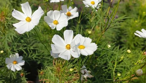 398hermosas Flores De Cosmos Que Florecen En El Jardín Foto Premium