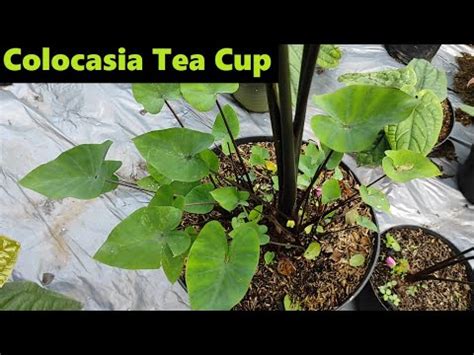 Tanaman Hias Colocasia Tea Cup Review Cara Perbanyakan Perawatan