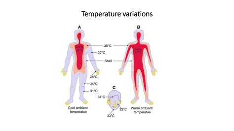 Ppt Understanding Human Body Temperature Variations Essential For