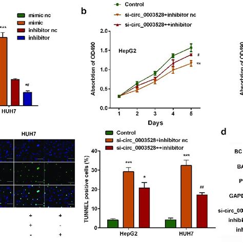 Knockdown Of Circ Suppresses The Malignant Behavior Of Hcc