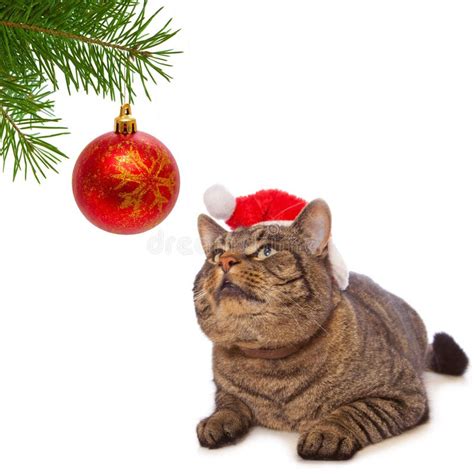 Gato Gris Con El Sombrero Rojo De Santa Claus Foto De Archivo Imagen